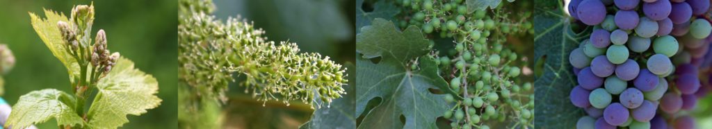 4 photos in a collage of the life cycle of a grapevine