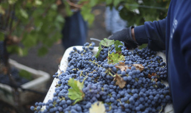 bundles of harvested Jordan Winery Alexander Valley Cabernet in a bin being held by a harvest crew member