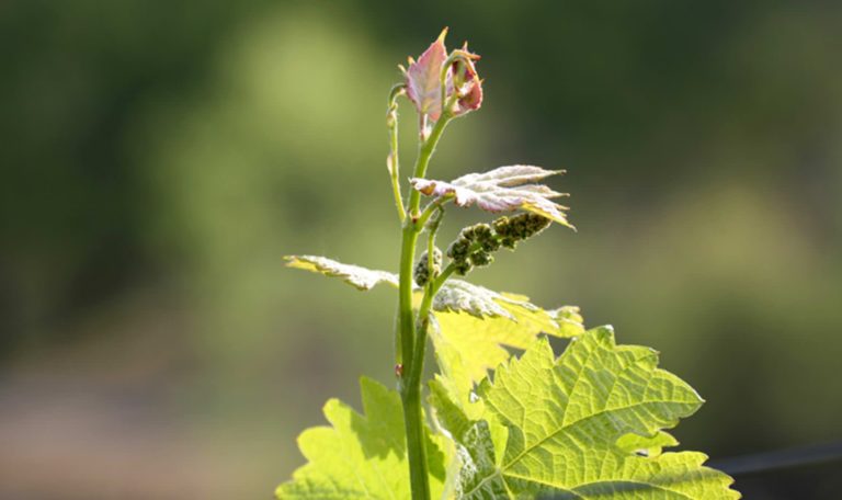 vineyard grapevine bud break