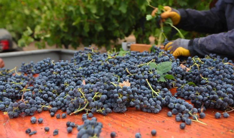 Munselle Vineyards merlot being harvested for Jordan.