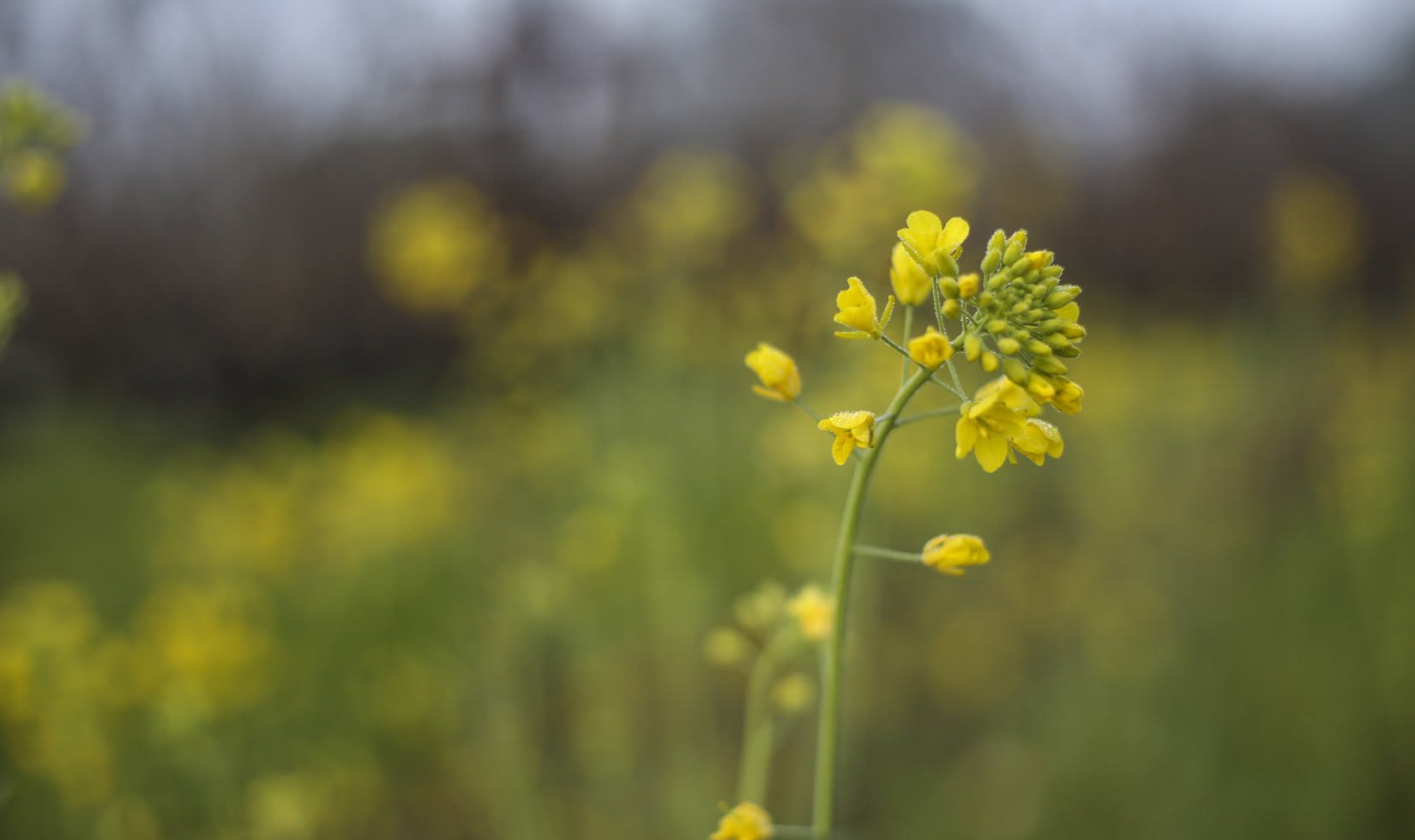 Closeup shot of yellow mustard flowers.