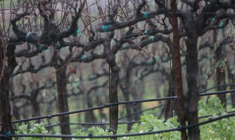 Rain Weather Alexander Valley Jordan Winery