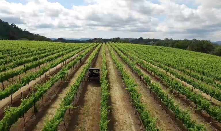 John Jordan on Gator through Jordan Estate Vineyard