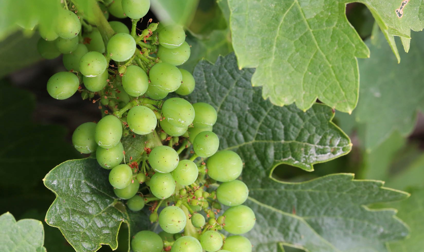 Close-up image of green Cabernet Sauvignon grapes during fruit set.