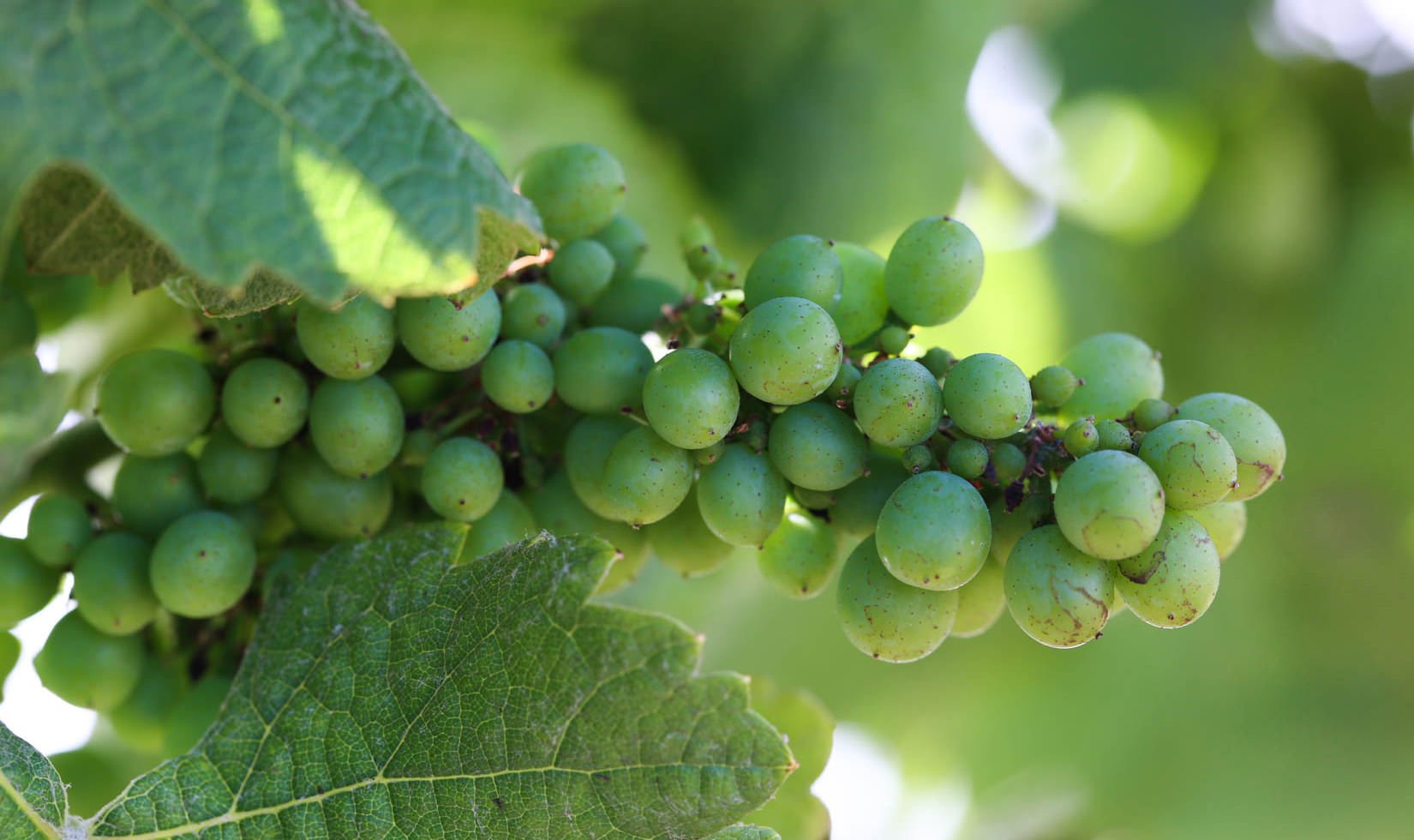 Close-up image of green Chardonnay grapes during fruit set.