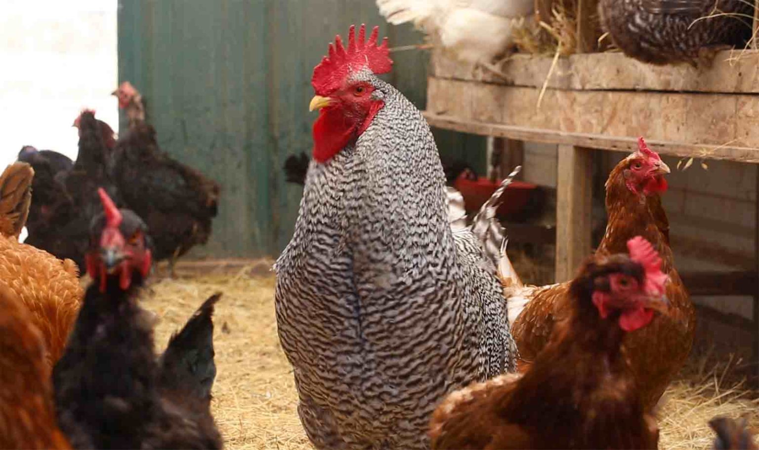 Egg Whites in the Winemaking Process Fining Agents for Wine at Jordan