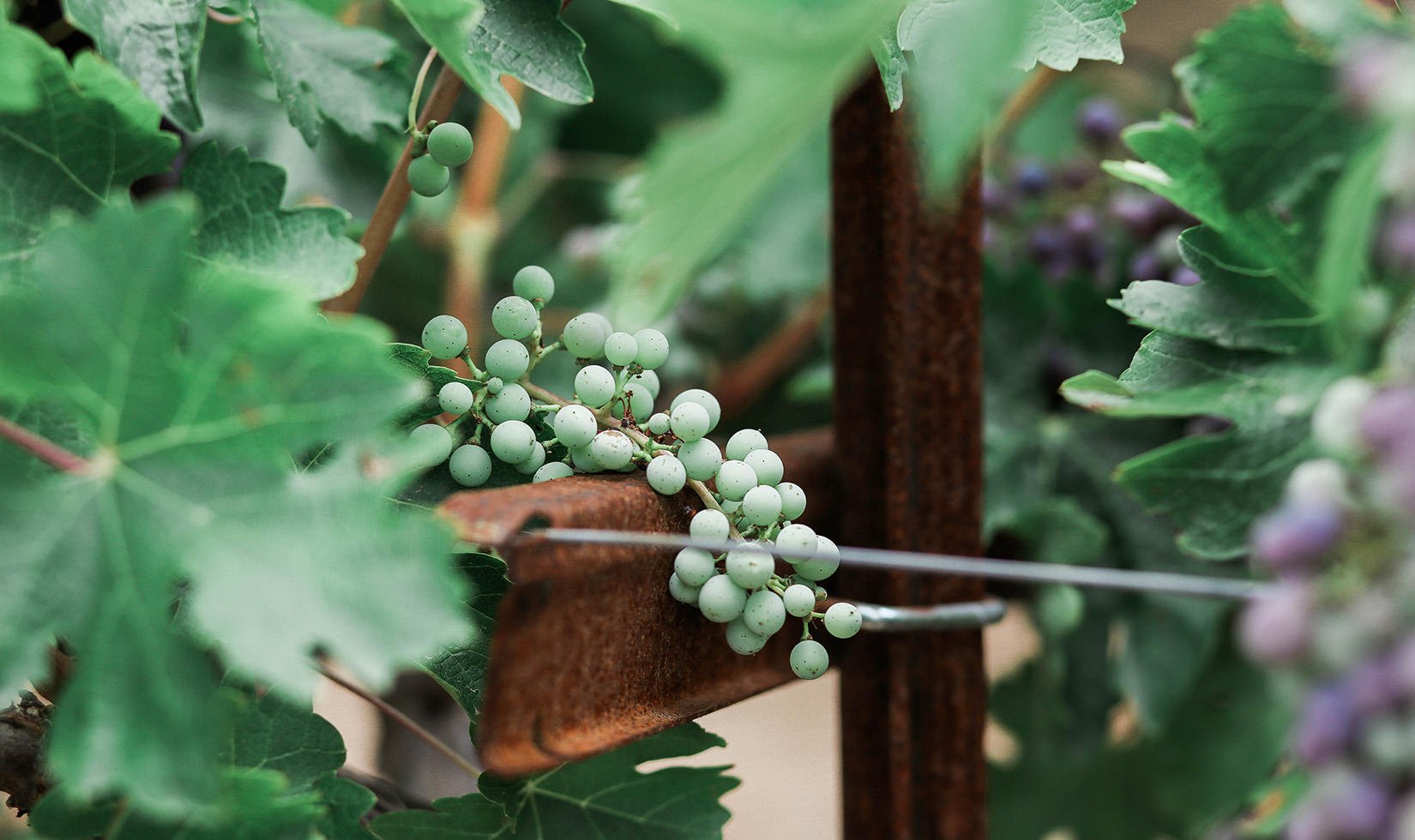 Jordan Winery Sonoma County Wine Grape Verasion Color Change Harvest-5080