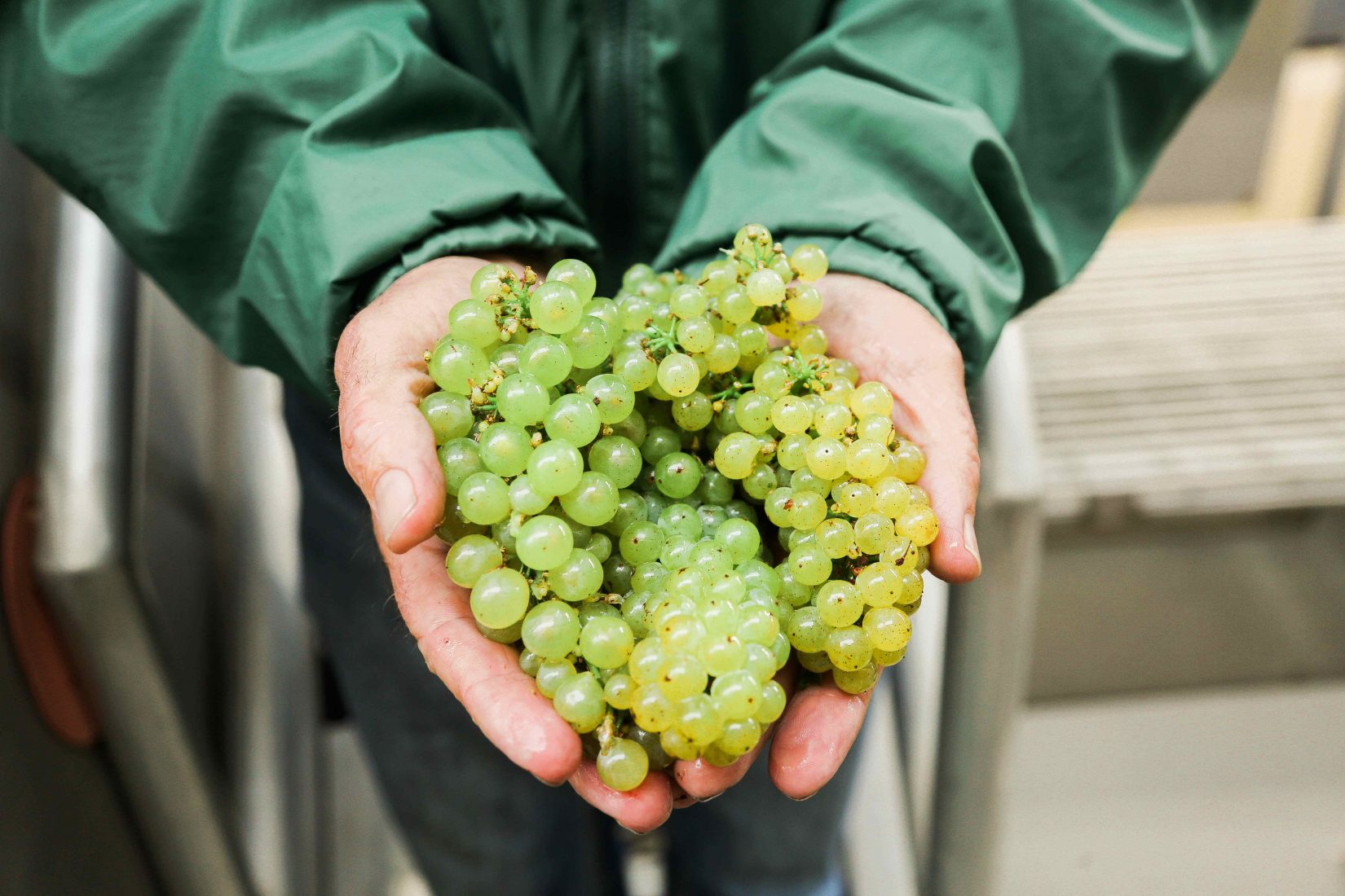 Rob Davis Winemaker 40th Harvest Chardonnay Grapes Russian River Jordan Winery Sonoma County-9094