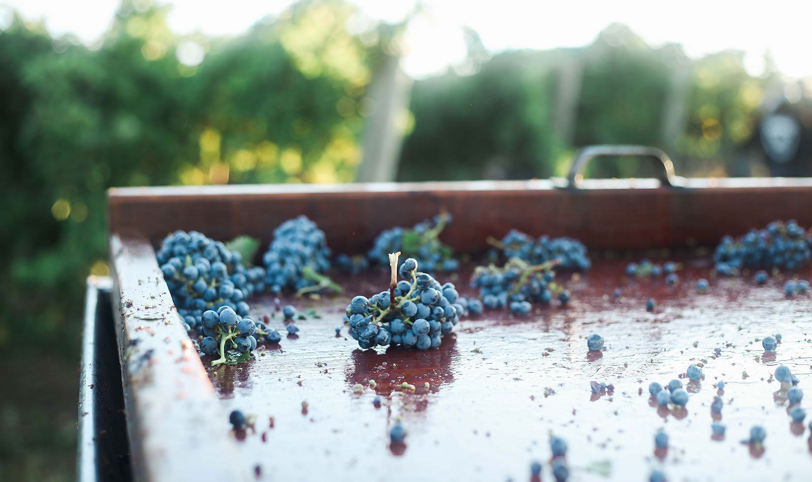 small grape clusters on gondola