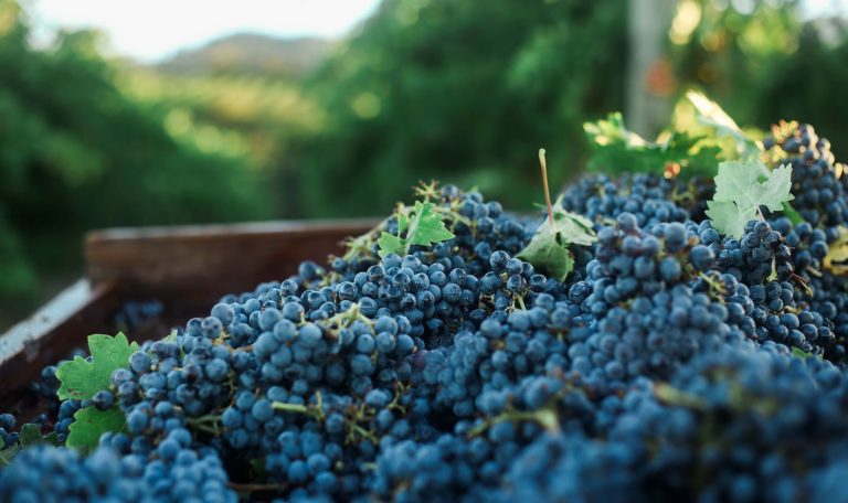 Alexander Valley cabernet sauvignon grapes in the gondola