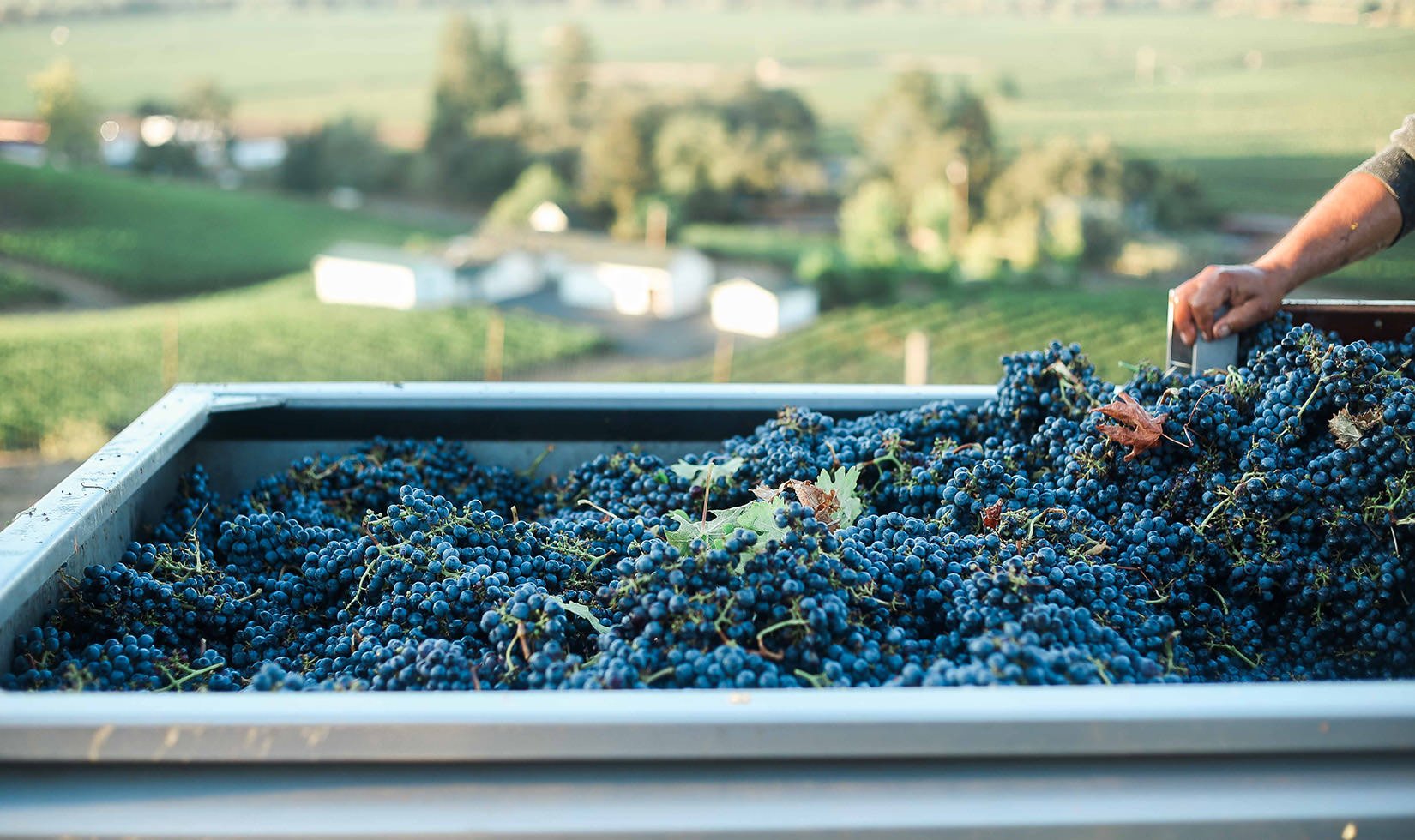 Alexander Valley cabernet sauvignon grapes in the gondola with vineyard in the background