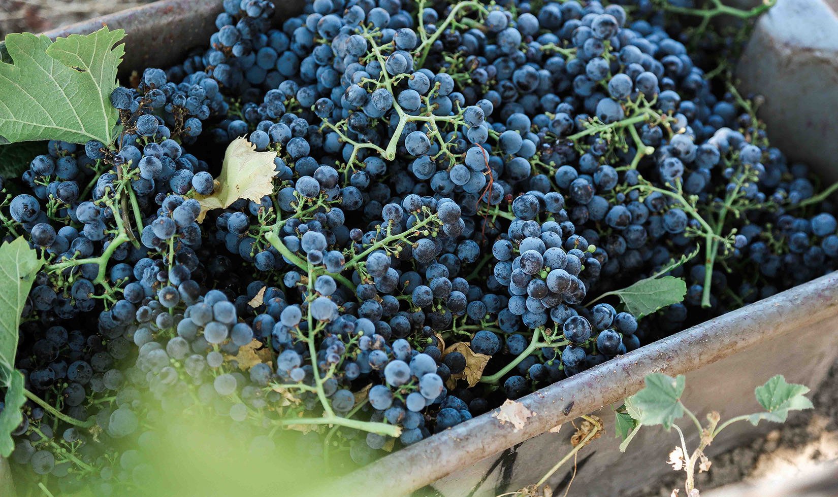 Jordan merlot grapes in bin at harvest