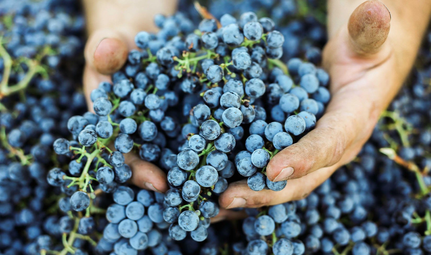 cabernet grape cluster in hands