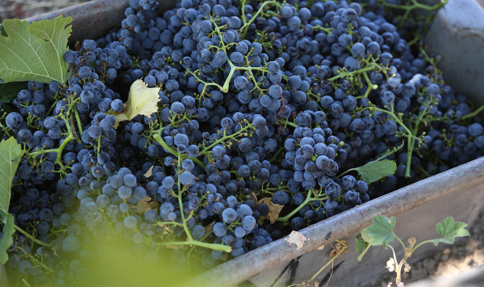 Jordan Winery Sonoma County Cabernet Harvest Alexander Valley 2015-1