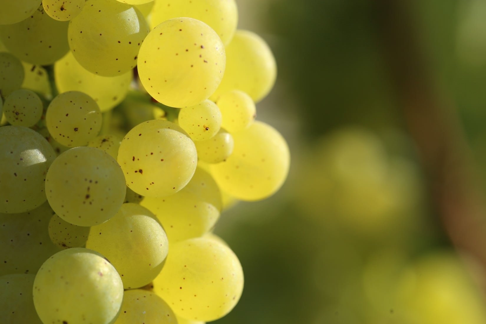 Jordan Russian River Valley Chardonnay grapes
