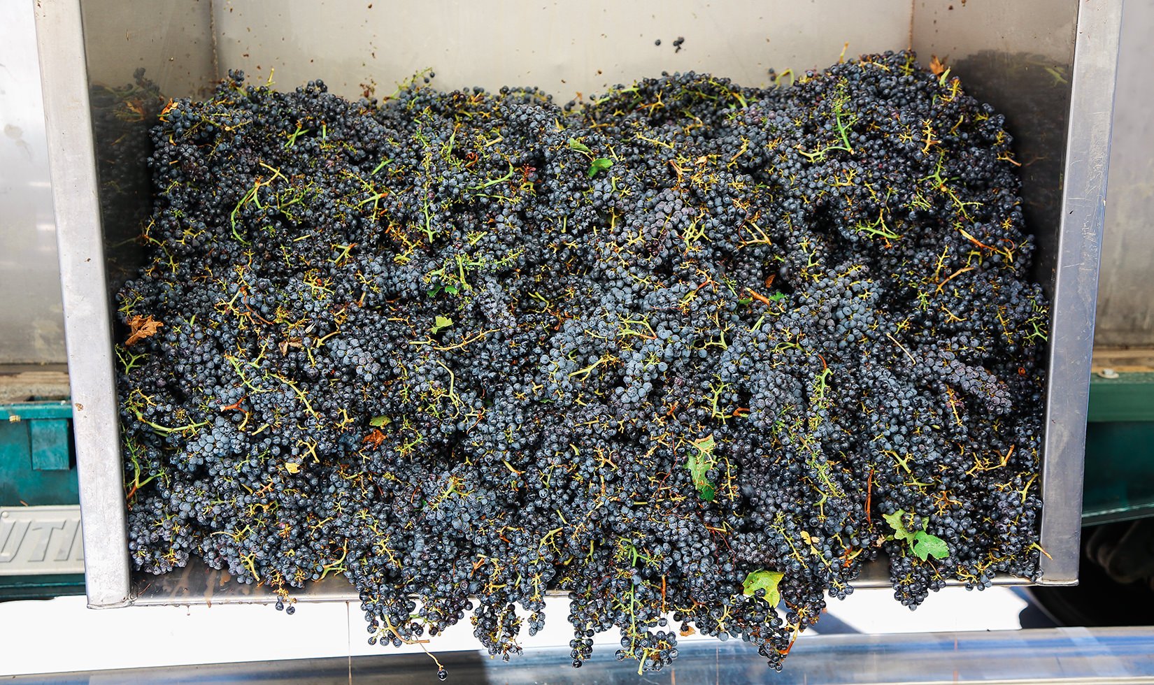 Jordan-Winery-Sonoma-County-Cabernet-Grapes-Harvest-2015