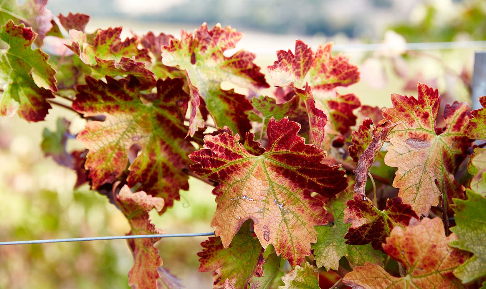 Grapevine leaves changing to orange and red during fall.