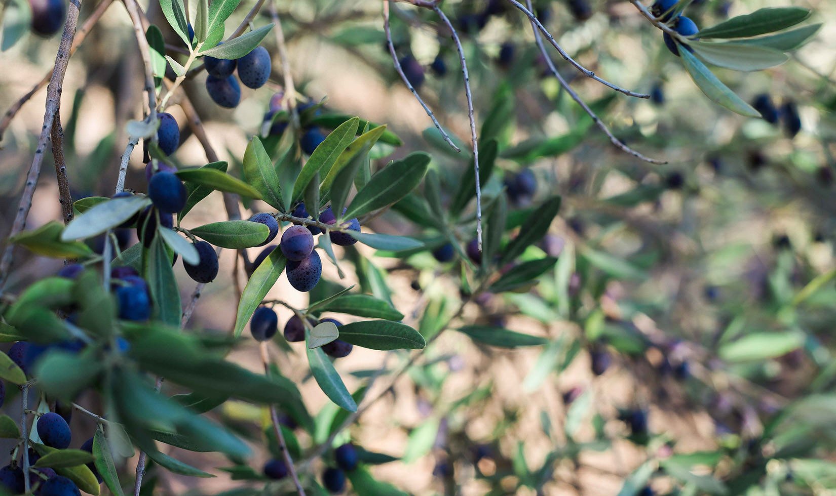 Jordan Winery Extra Virgin Olive Oil Harvest 2015-0900