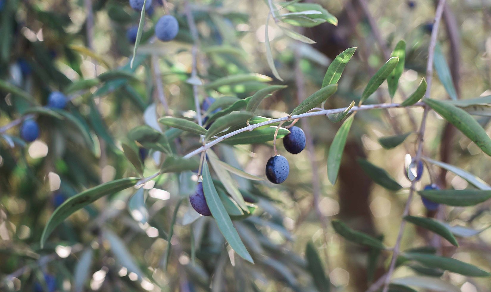 Ripe olives on the branch ready for harvest