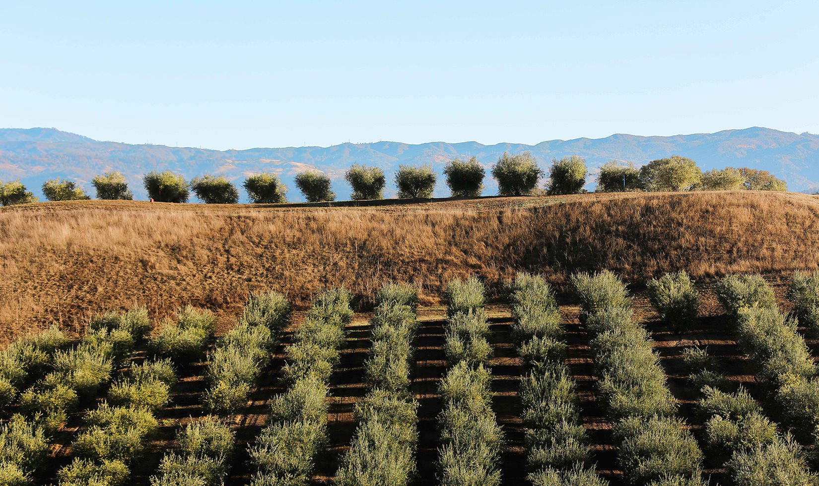 Jordan Winery Olive Oil Harvest 2015-1528