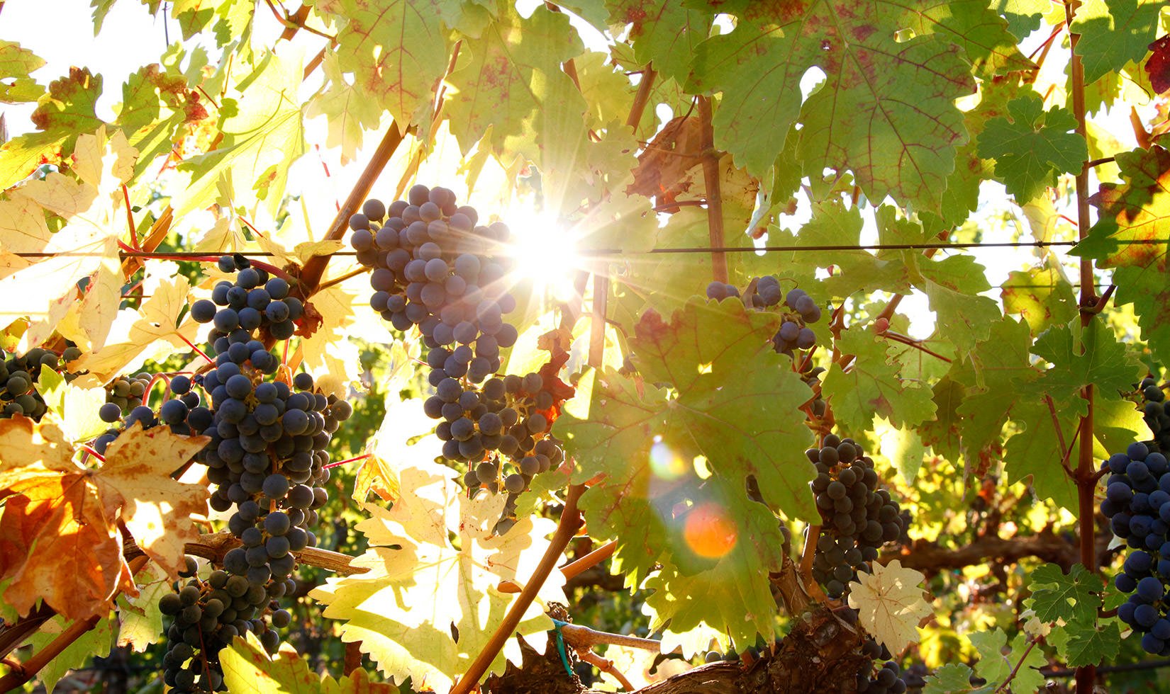 2012 Garden Creek Cabernet Harvest 0009