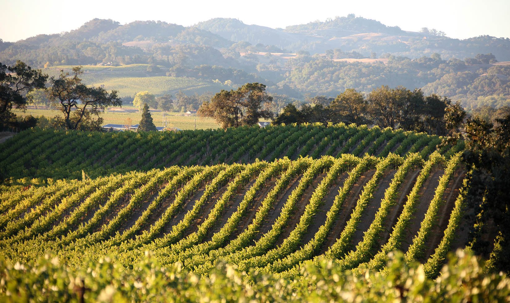 2012 Jordan Alexander Valley Cabernet Harvest Garden Creek Vineyards_0041