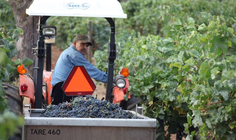 Rafael Robledo, formerly of Jordan Winery in a Tractor in the vineyard