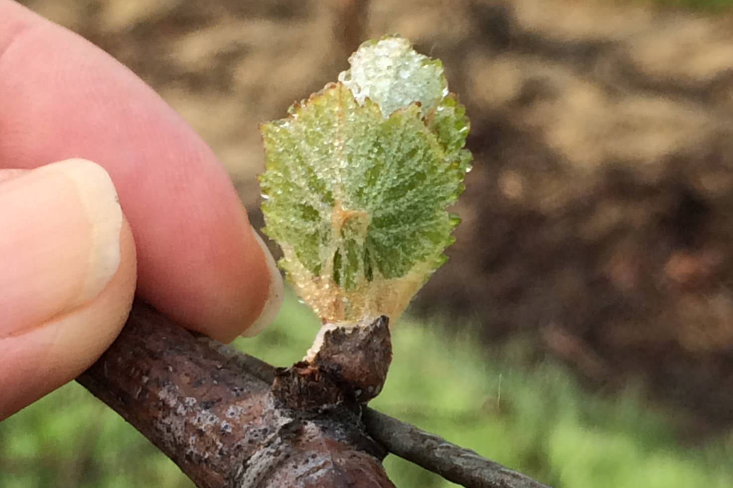 Jordan Bud Break Chardonnay_3_14_14_3 BLOG