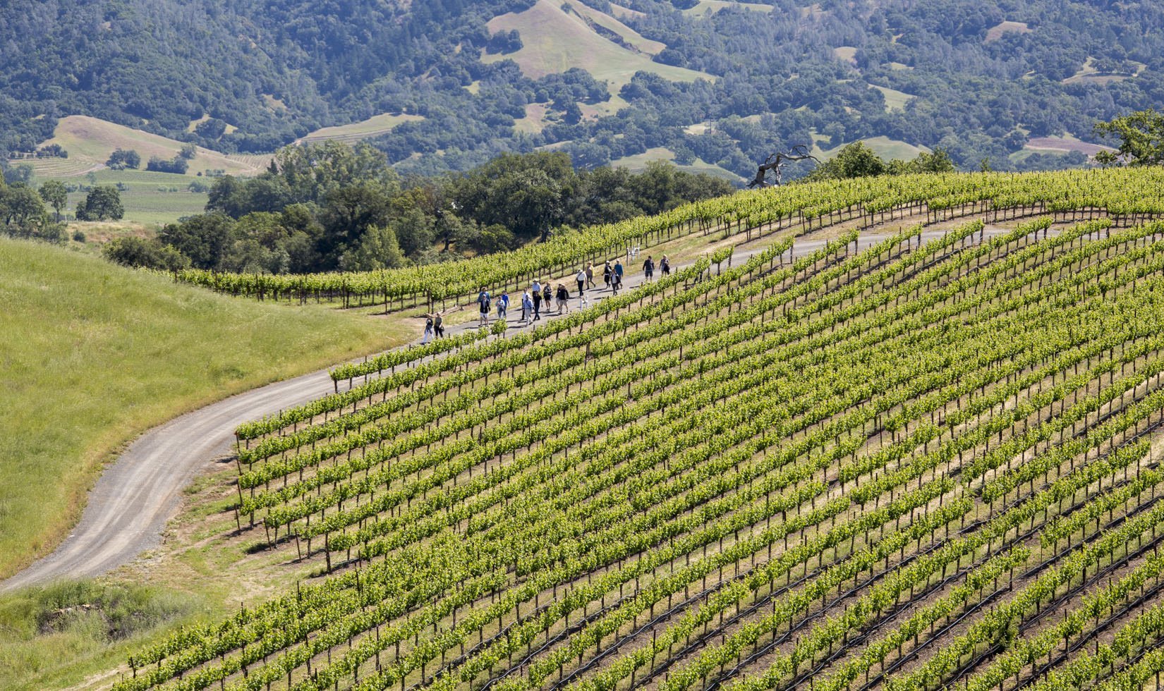 Guests walking along a path surrounded by vineyards on a Spring Vineyard Hike at Jordan Winery.