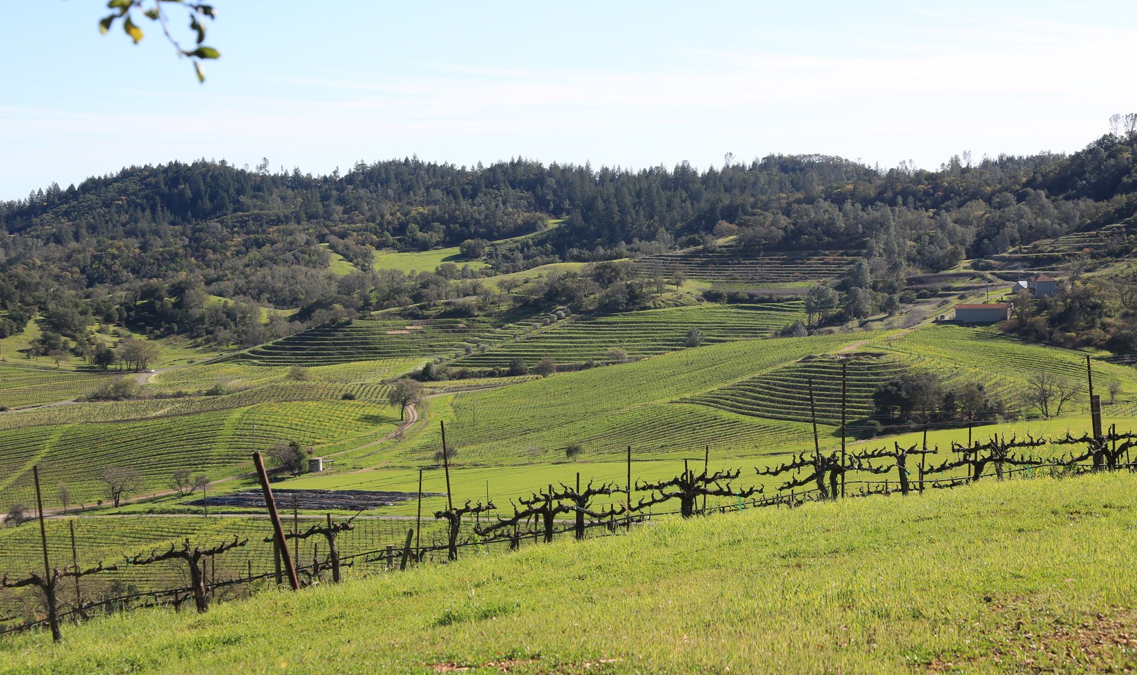 Seghesio Home Ranch Hike Rattlesnake Hill BLOG IMG_3249