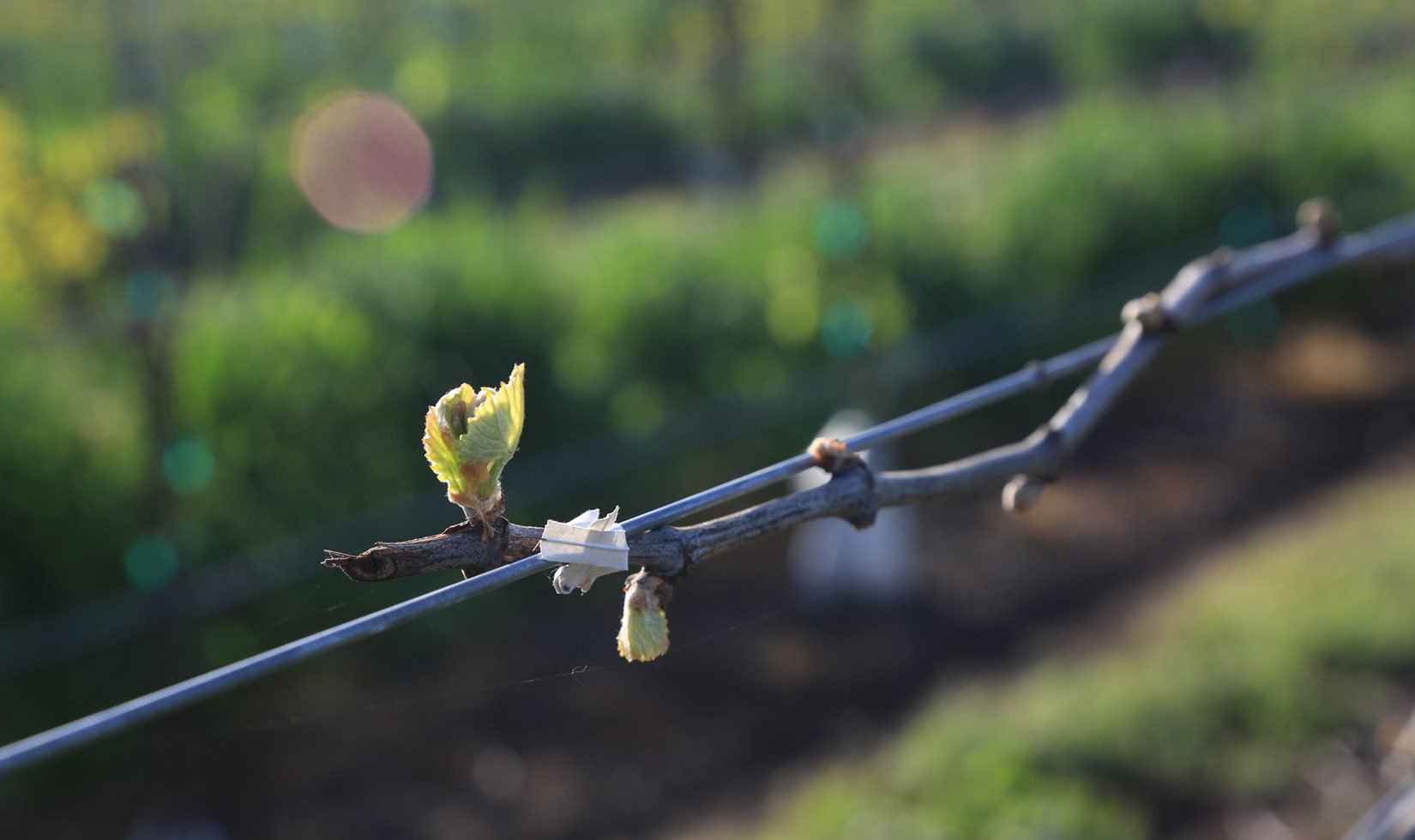 Jordan Chardonnay Russian River Valley Bud Break 2016 BLOG IMG_3956