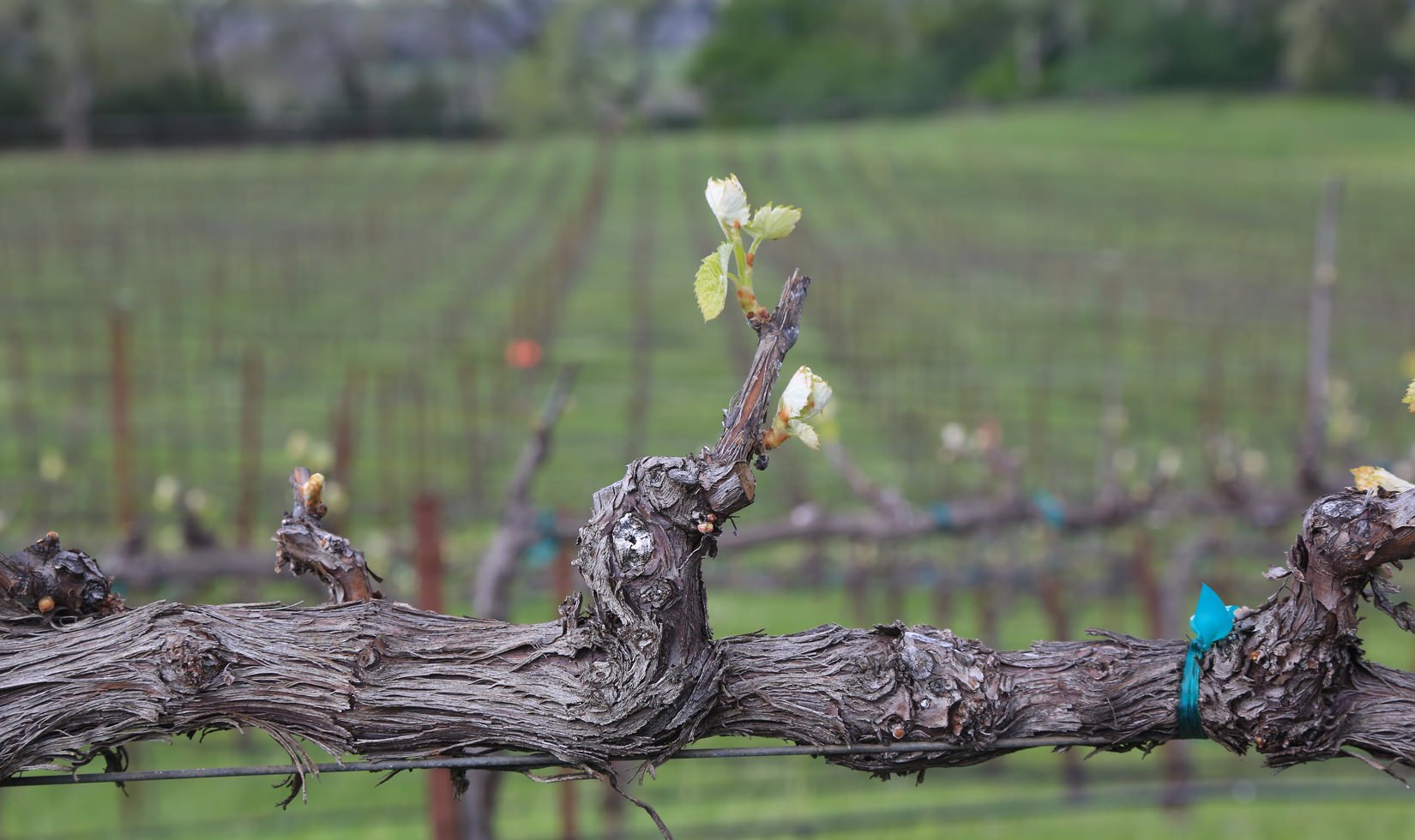 Jordan Estate Petit Verdot Bud Break 2016 BLOG IMG_4032