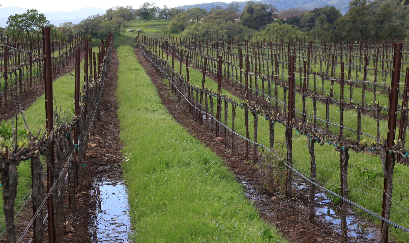 Jordan Estate Petit Verdot Bud Break 2016 Water Rain BLOG IMG_4027