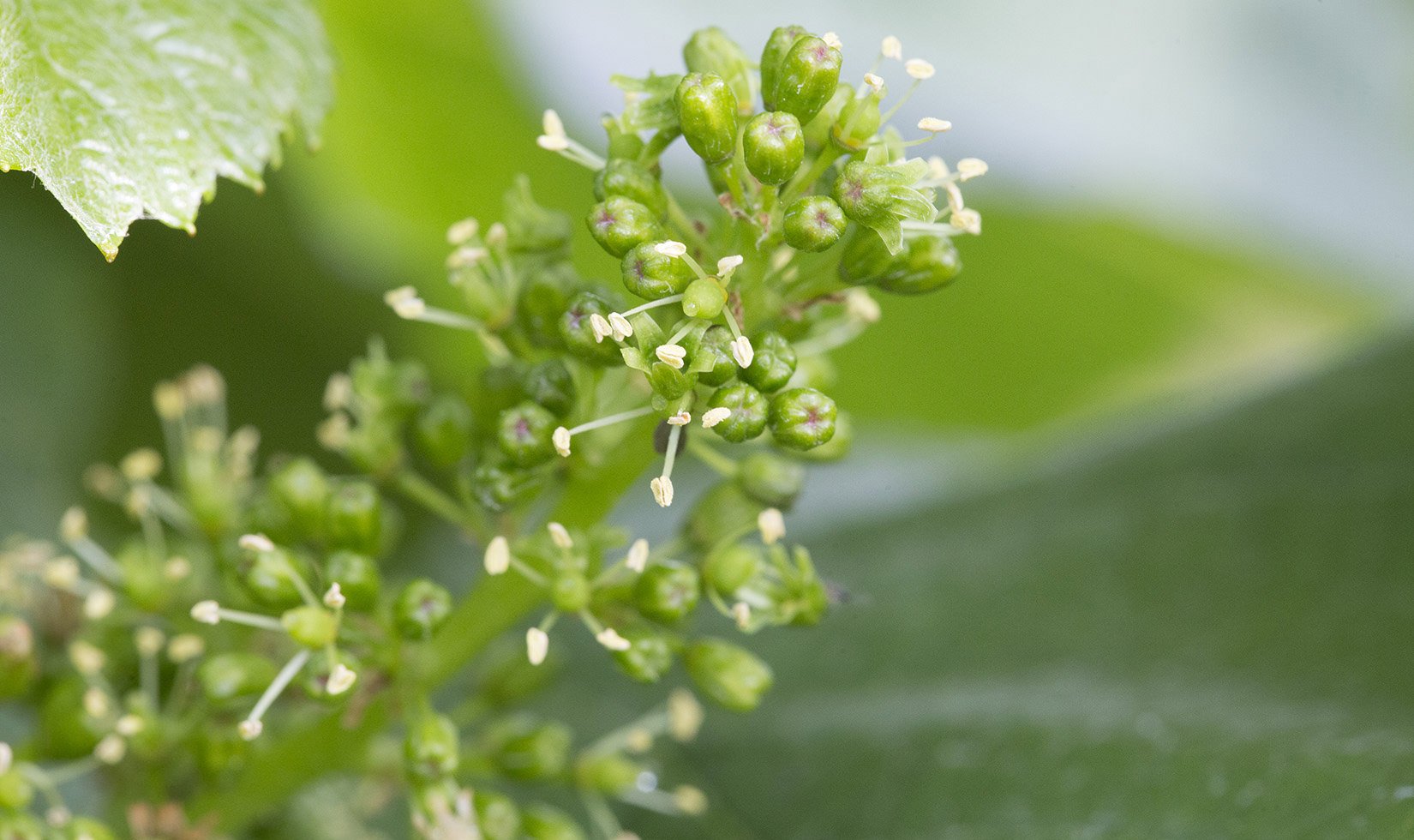 2016 CalPlans Wood Chardonnay Flowering Spring BLOG IMG_5495