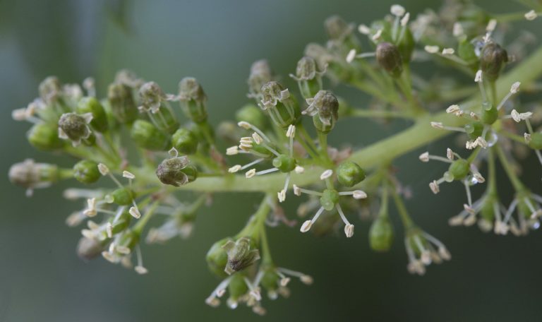 Alexander Valley flowering for cabernet and merlot grapevines.