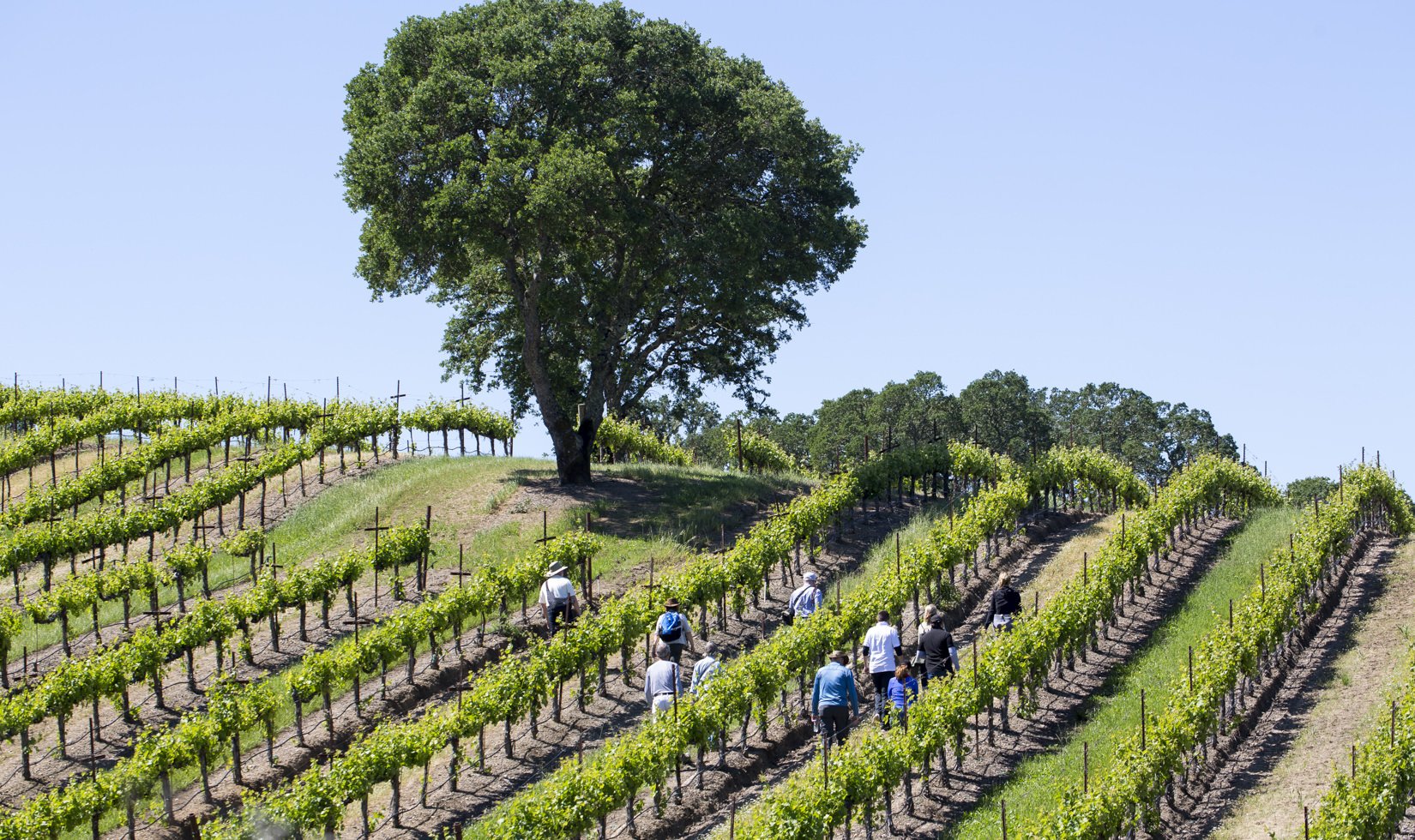 Guests walking through the vineyards on a Spring Vineyard Hike at Jordan Winery.