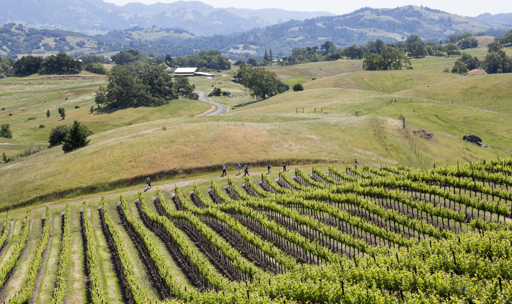 Guests walking along a path surrounded by vineyards on a Spring Vineyard Hike at Jordan Winery.