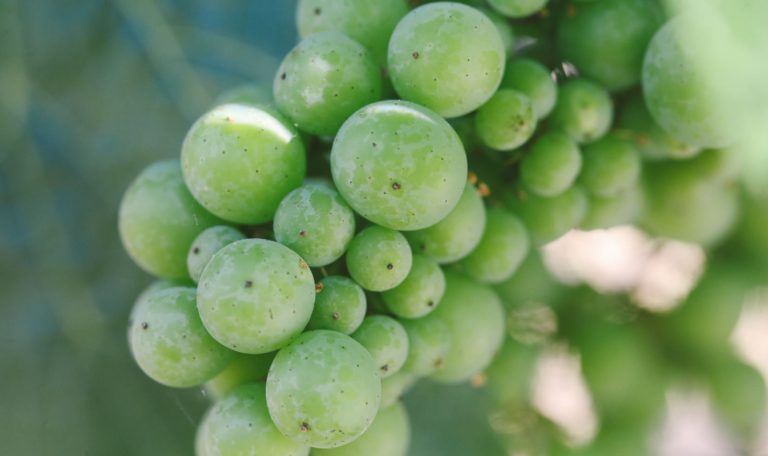 Extreme close-up of a green cluster of grapes with a blurred vignette.