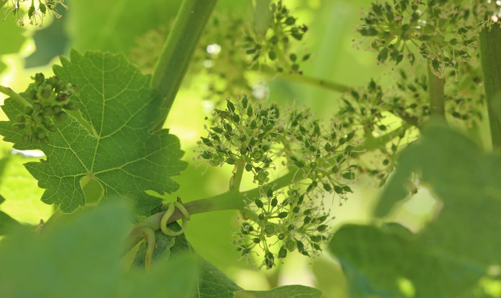 Jordan Cabernet Sauvignon grapes on May 18.