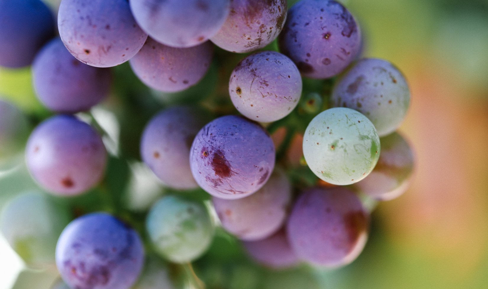 Macro shot of cabernet sauvignon turning from green to purple (veraison)