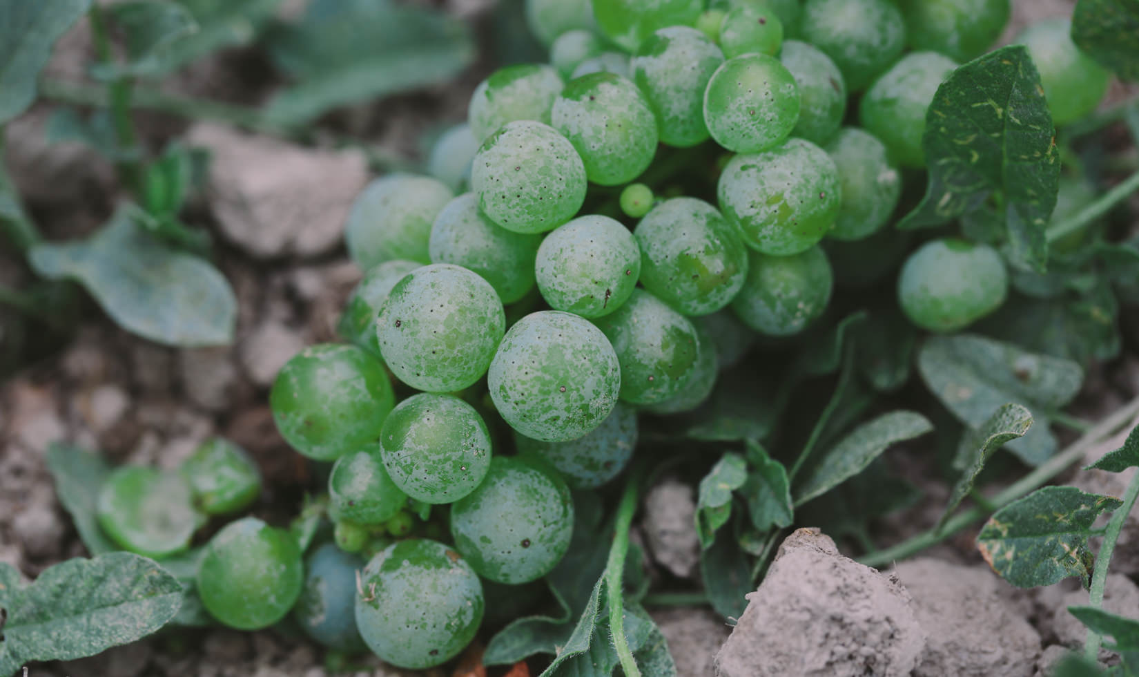 A cluster of chardonnay grapes is sacrificed to ensure uniform ripening of the remaining crop in 2016.