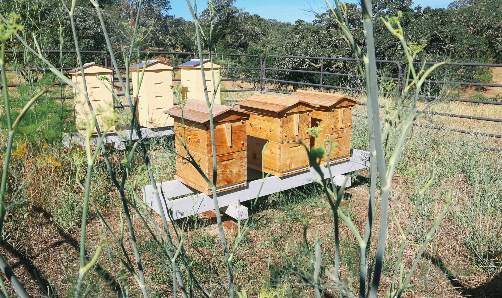 Jordan Winery apiary Flow Hive and Langstroth hives for Sonoma honey