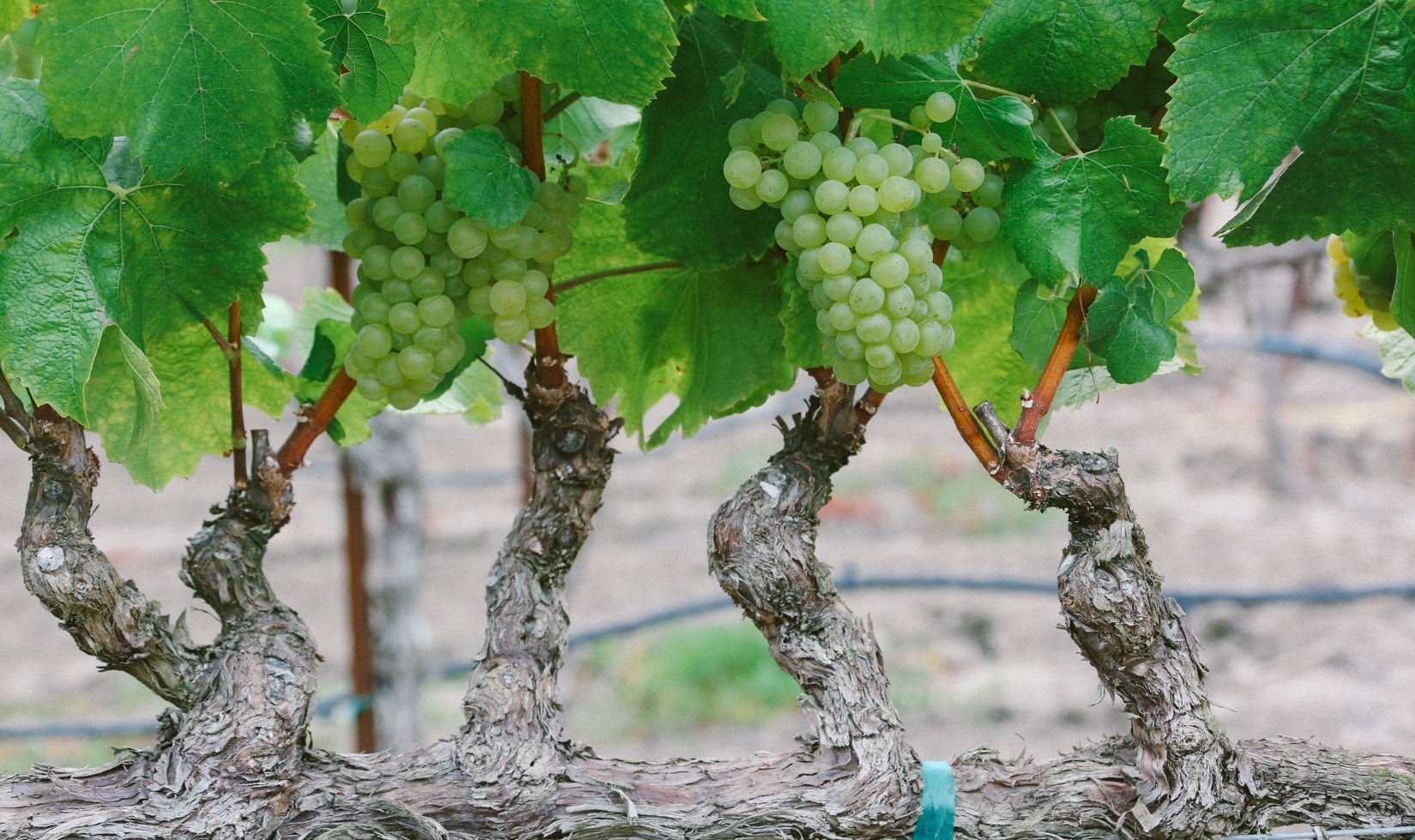 2016 Russian River Valley Chardonnay grapes on the vine.