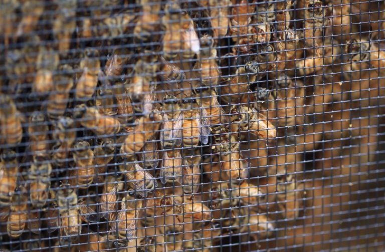 Jordan Winery Bees Flow Hive