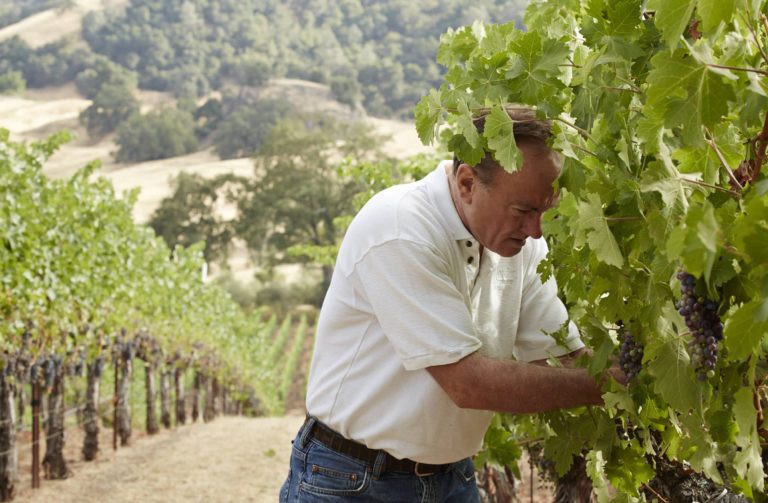 Rob Davis, former Winemaker of Jordan Winery inspecting fruit on a vine in a vineyard