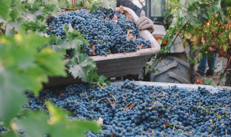 Cabernet sauvignon grapes being moved into gondola for 2016 harvest