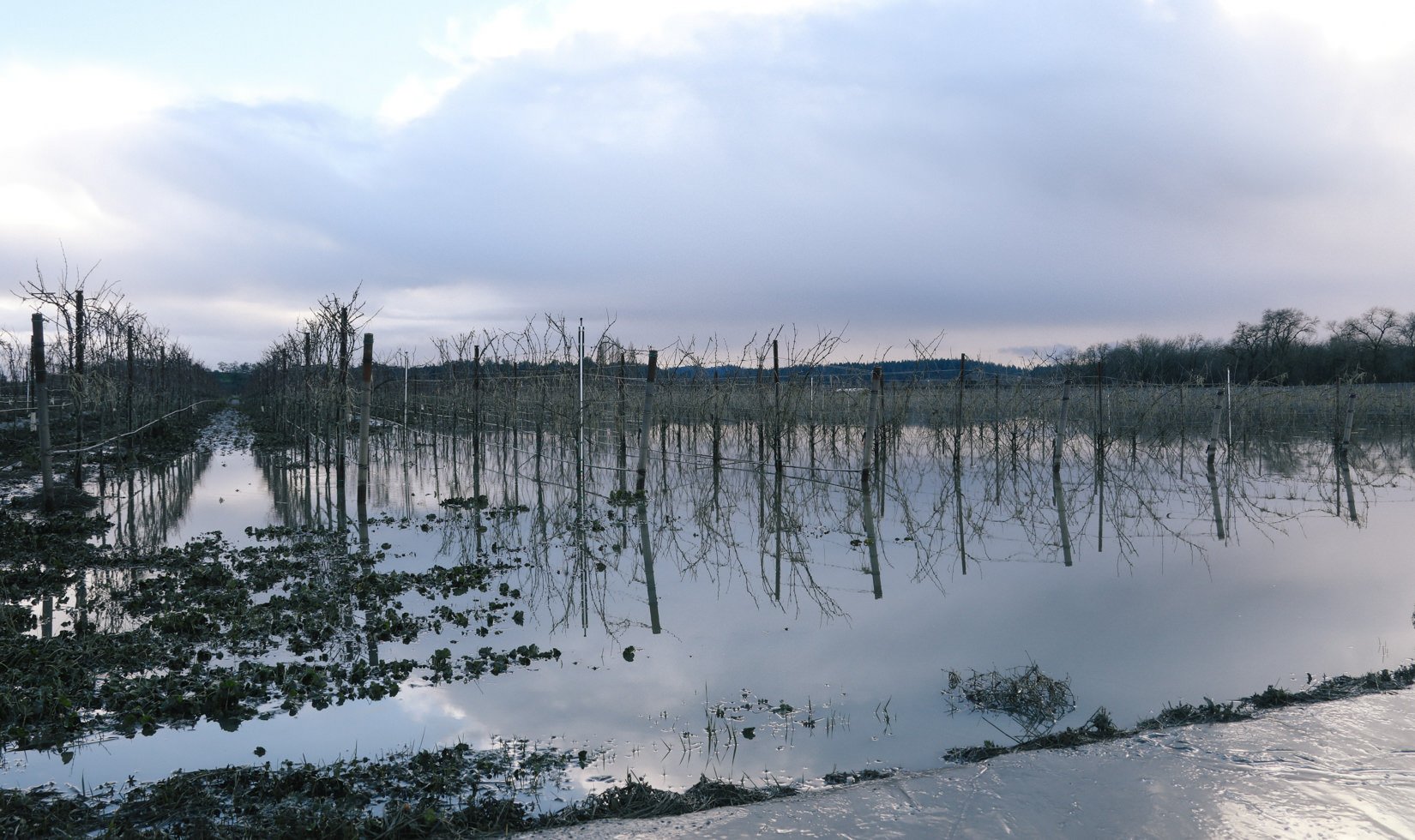 flooding vineyard