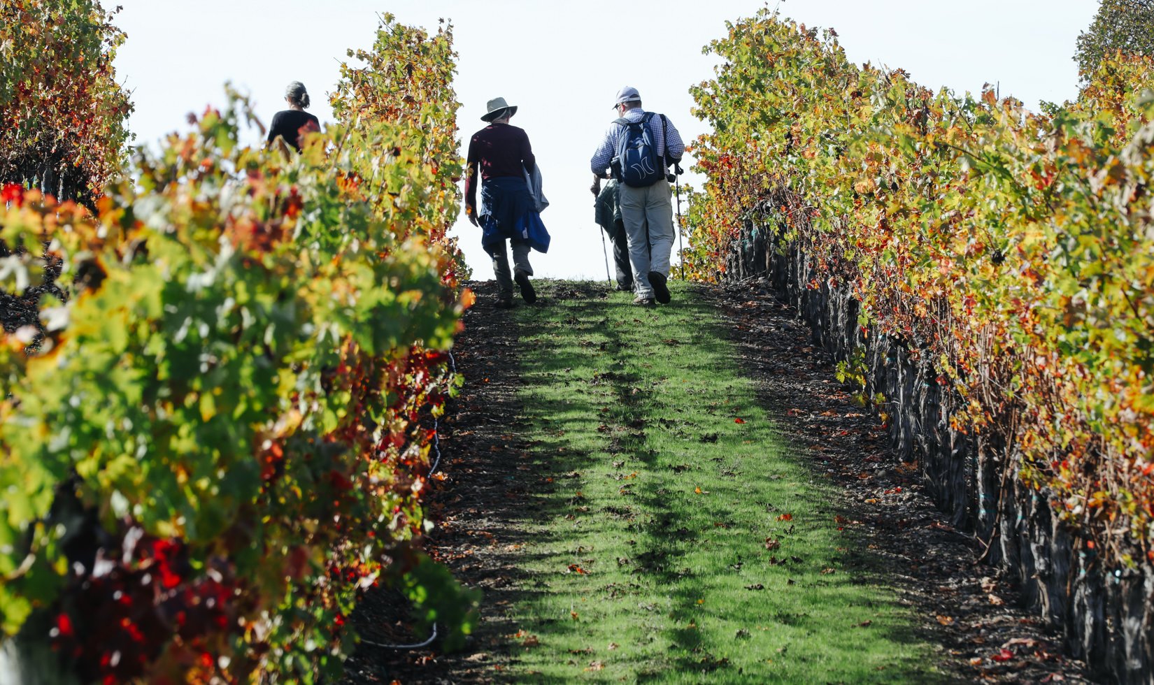 Guests walk through the vineyards as the leaves change from green to orange during fall.