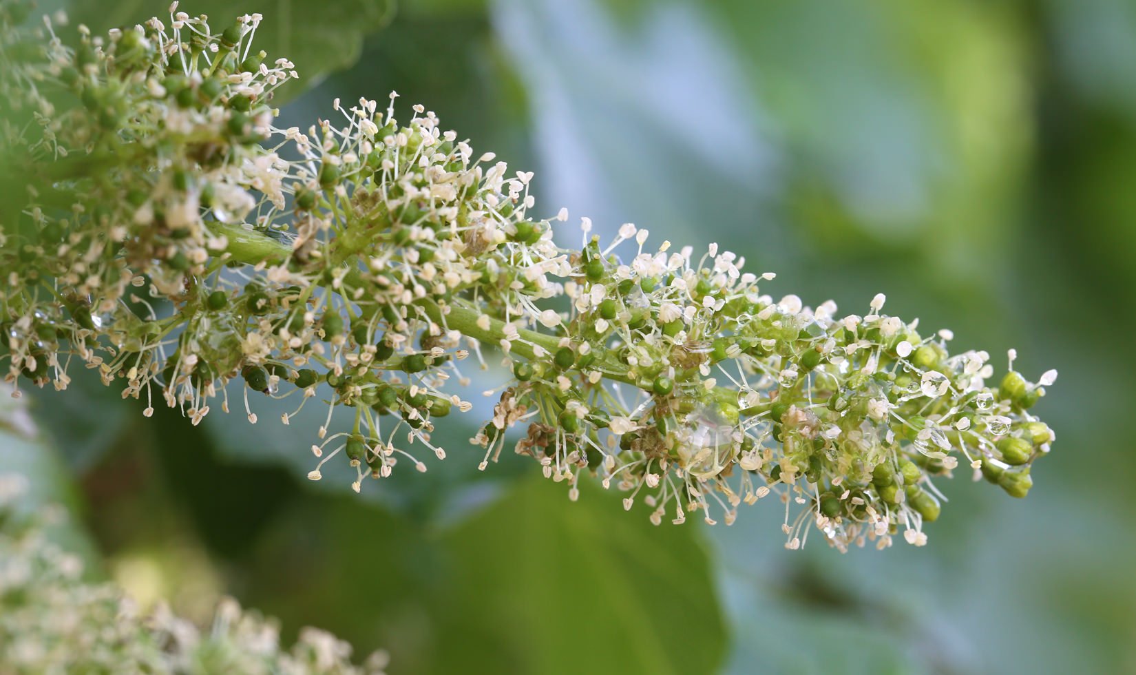 close up of a cluster flowering on a grapevine