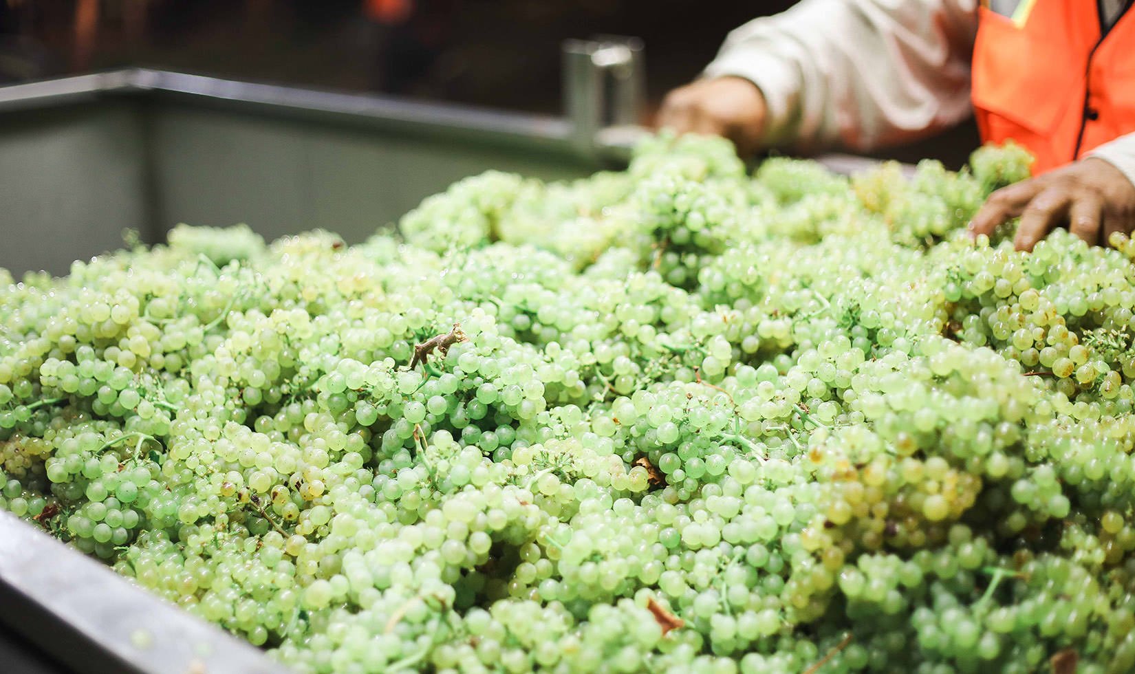 Harvested Chardonnay fruit in a bin